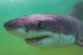 Hrozny osud nezvestnej triatlonistky Svedok opisal pohlad na more